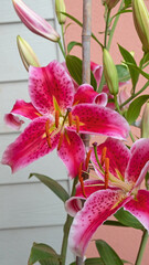 Oriental Lilies ( Lilium ) of the variety Stargazer