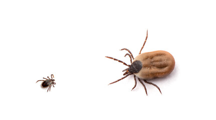health danger - disease-carrier ticks