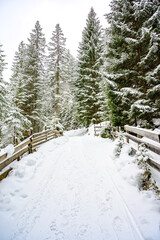 Winter landscape scenery with a trail in pine forest - winter travel destination for recreation, Tirol, Austria.