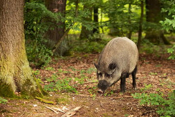 wild boar (Sus scrofa) The male digs in the ground covered with leaves and looks for something to eat