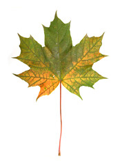 Green and yellow autumn maple leaf on a isolated white  background