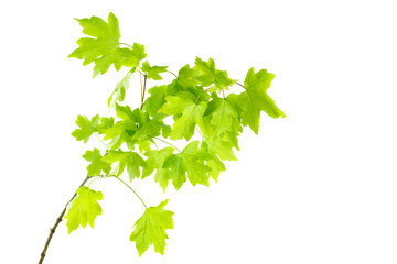 Maple branch with fresh leaves
