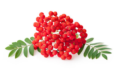 Rowan red berries and leaves isolated on white background