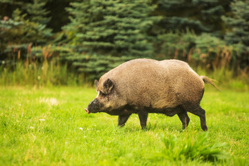 wild boar (Sus scrofa) standing in a meadow near the forest