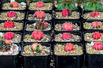 Beautiful Colorful Gymnocalycium cactus on pot in the garden.Selective focus Variegated Gymnocalycium mihanovichii.