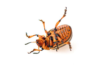 Dead Colorado Potato Beetle isolated on white background