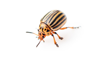 Colorado Potato Beetle Pest Insect Isolated on White
