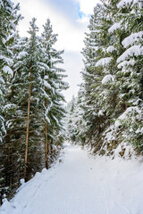 Winter landscape scenery with a trail in pine forest - winter travel destination for recreation, Tirol, Austria.