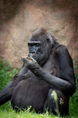 portrait of a gorilla in the zoo. Resting critically endangered lowland gorilla.