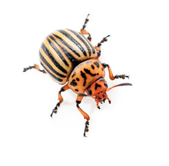 Colorado beetle isolated on a white background, studio photo insect, insect pest.