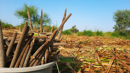 Pile of unprocessed pearl millet in a basket in Indian field while crop harvesting