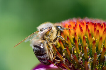 Coneflower (Echinacea purpurea) with honey bee, flowers of summer