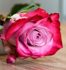 Rose on a light wooden background. Bright pink flower.