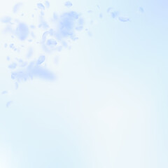 Light blue flower petals falling down. Quaint roma
