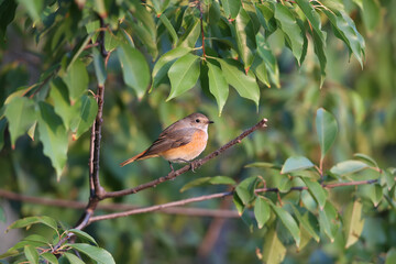 The common redstart female (Phoenicurus phoenicurus) is photographed in close-up sitting on a branch against a blurred background. Soft morning light