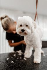 cropped shot of a young blonde pet beautician and white purebred bichon. Grooming of white dog.