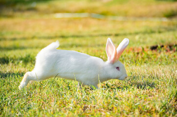 white rabbit on the grass
