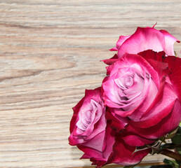 Purple rose on a wooden background. Flower on a light background.