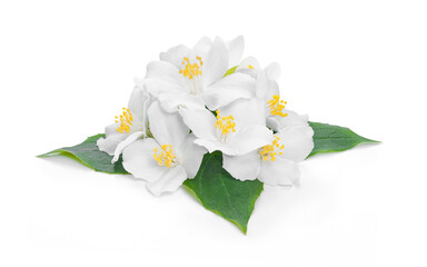 Naklejka na ściany i meble jasmin flowers isolate on white background