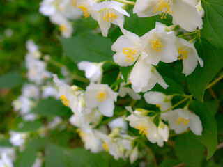 closeup of jasmine flowers in summer garden