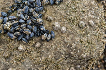 Mussels and moules on rocks and beach Normandië France
