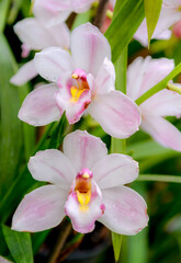 Fototapeta na wymiar pink and white orchid in garden