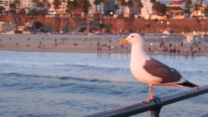 California summertime beach aesthetic, pink sunset. Cute funny sea gull on pier railing. Ocean waves, defocused people and beachfront weekend houses. Purple sundown, Santa Monica Los Angeles CA USA