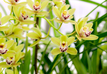 yellow orchid flowers in garden