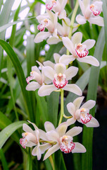 pink and white orchids in garden