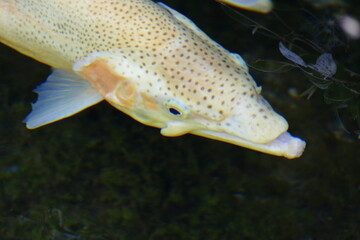Weiss, gelber Fisch mit Punkten im Wasser