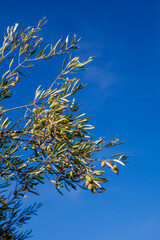 Ramas de olivo con aceitunas en cielo azul