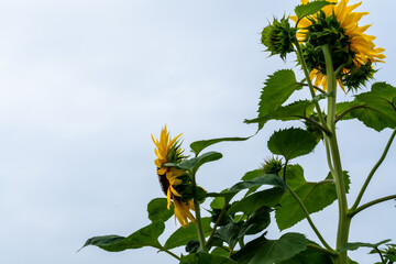 Sonnenblume mit mehreren Blüten, zwei davon ganz aufgeblüht, seitlich und von hinten gesehen