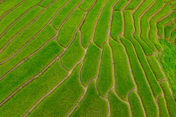 Pattern with a beautiful landscape view background of rice terraces in Sapa (North Vietnam)