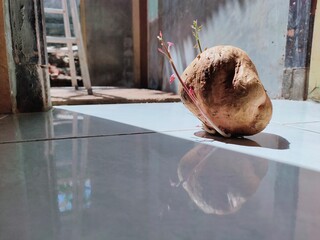 potatoes that grow in the morning sun in fine weather and cast beautiful shadows and reflections