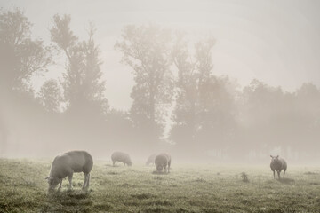 sheep in the fog