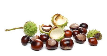 Wild chestnuts isolated on white background