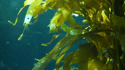 Light rays filter through a Giant Kelp forest. Macrocystis pyrifera. Diving, Aquarium and Marine concept. Underwater close up of swaying Seaweed leaves. Sunlight pierces vibrant exotic Ocean plants