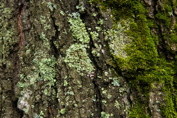 Tree bark covered with green moss