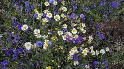 field of flowers