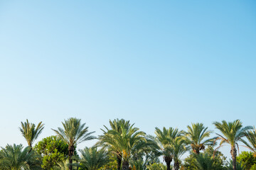 Fototapeta na wymiar Tropical background of palm trees against blue sky.