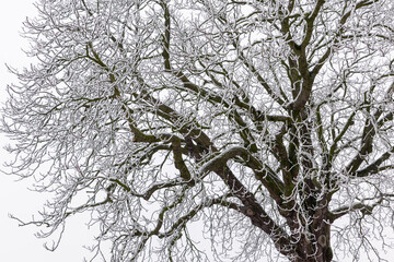 Branches of a bare deciduous tree covered with fresh snow during winter
