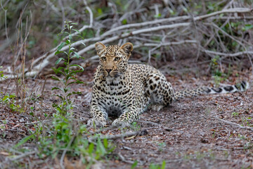 Leopard resting in Sabi Sands Game Reserve in the Greater Kruger Region in South Africa