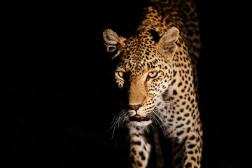 Leopard searching for prey in Sabi Sands Game Reserve in the Greater Kruger Region in South Africa