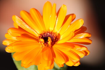 Marigold flower close up with vibrant yellow and orange colours