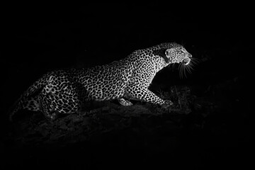 Leopard hunting in the night in Sabi Sands Game Reserve in the Greater Kruger Region in South Africa