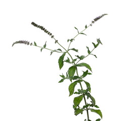 Mint plant, stalk with green leaves and purple flower isolated on white background, clipping path