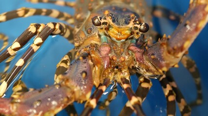Close up macro, alive raw lobsters in shop. Blue basin with ice water, delicatessen fresh uncooked mediterranean lobsters placed on stall in seafood store. Natural background with marine inhabitants.