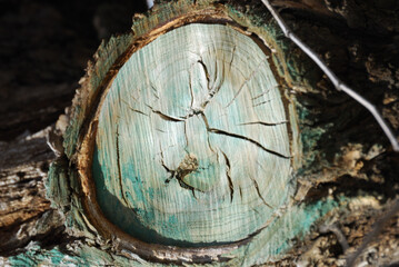 Obraz na płótnie Canvas old tree stump, cutting down of green plantings