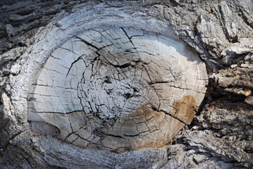 old tree stump, cutting down of green plantings
