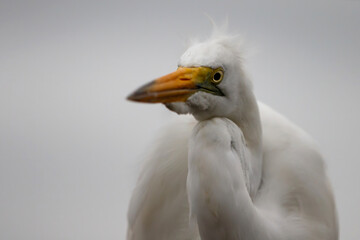 Portrait of a Great white egret in a Game Reserve near the city of Mkuze in South Africa